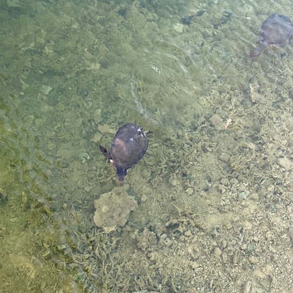 HI GUYS IM POTIT I USED POSH SIDEKICK TO SHARE MY CLOSET USED MY  REFERRAL CODE - Picture 4 of 16